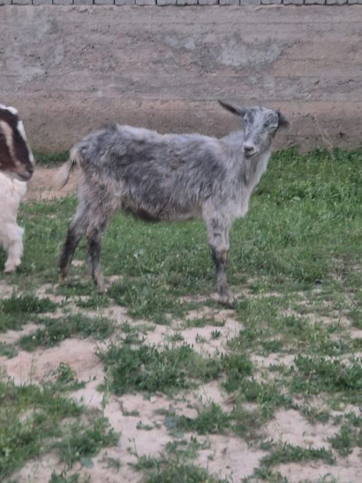 6бас ешкі сатылады