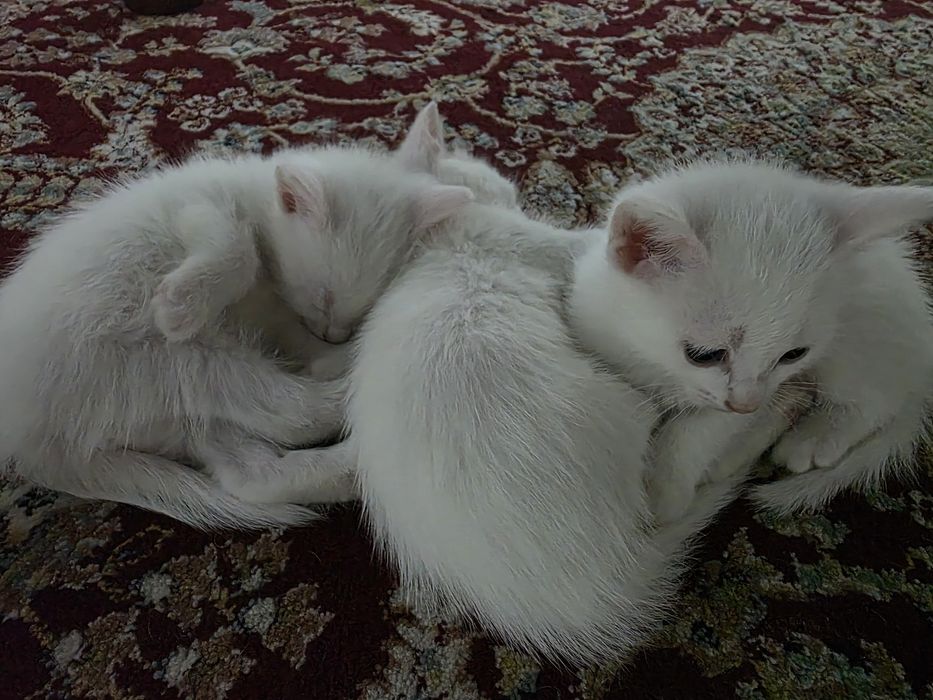 Продам белых котят