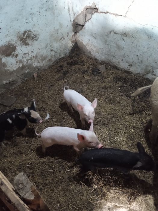 Продам поросят Месечных