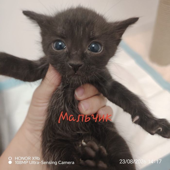 Котята      Марғау