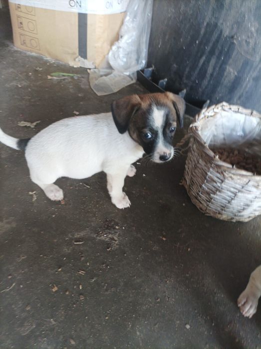 Ofer spre adopție puiuți de catel