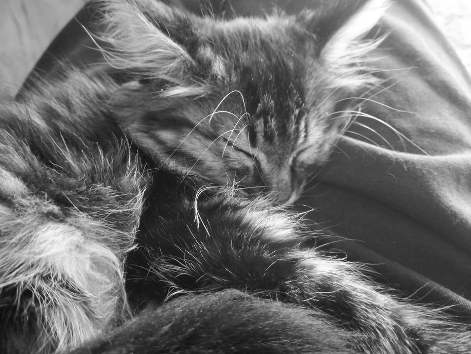 Котенок бесплатно