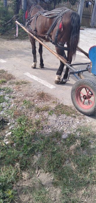 Cal cu cărută cu tot!!