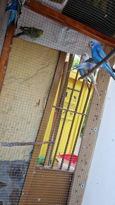 Papagali perusi  pasari