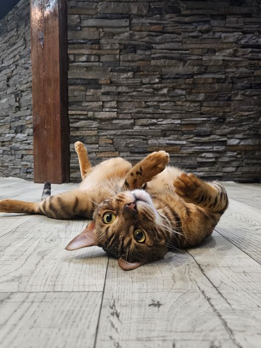 Срочно продам бенгальского кота.