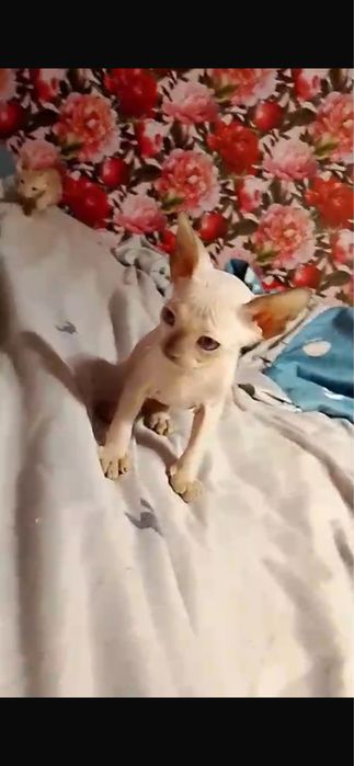 Котята сфинкс конадские