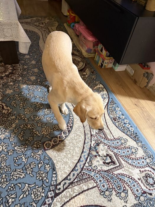 Продается лабрадор ретривер