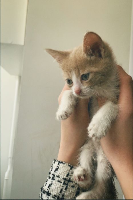 Котенок даром очень ласковый и красивый