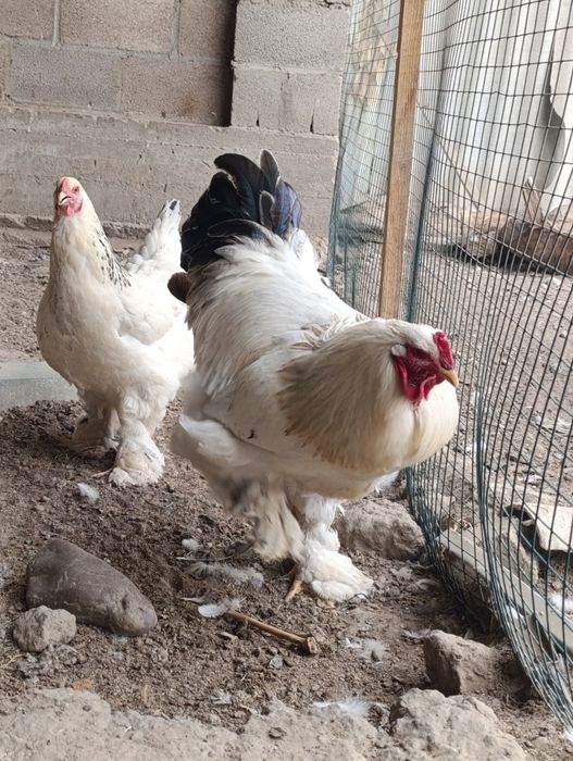 Продам петрушков Белой Брамы