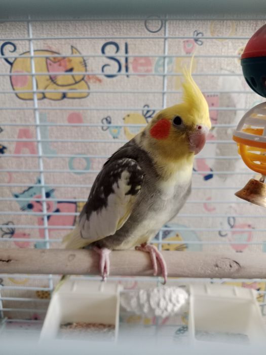 Продам попугая Карелла с клеткой