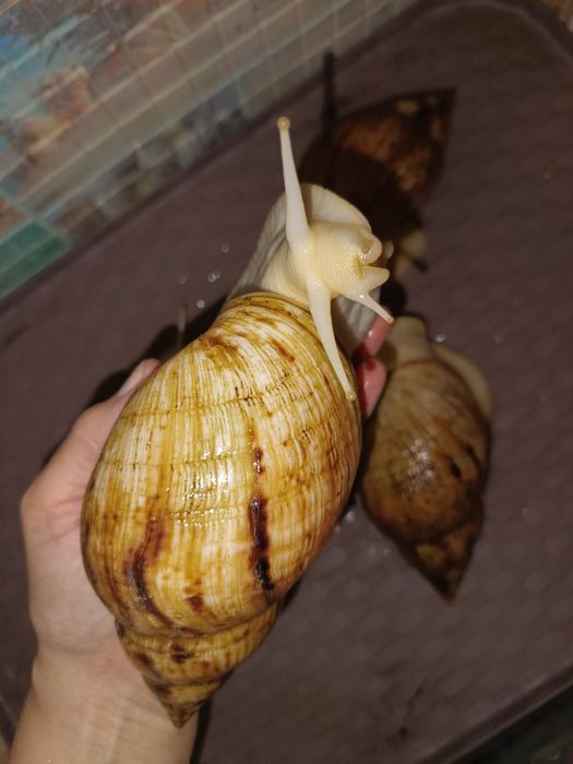 Продаются улитки сухопутные/ахатины