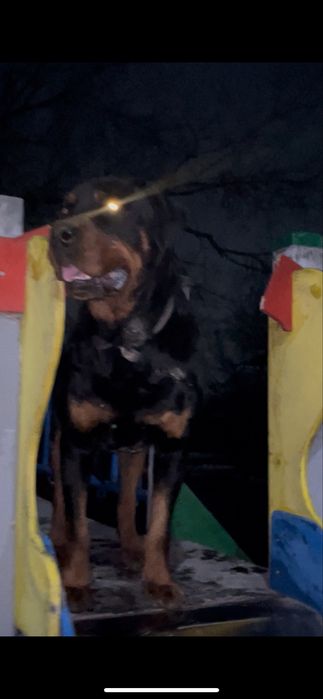 Парода радвиллер чисто