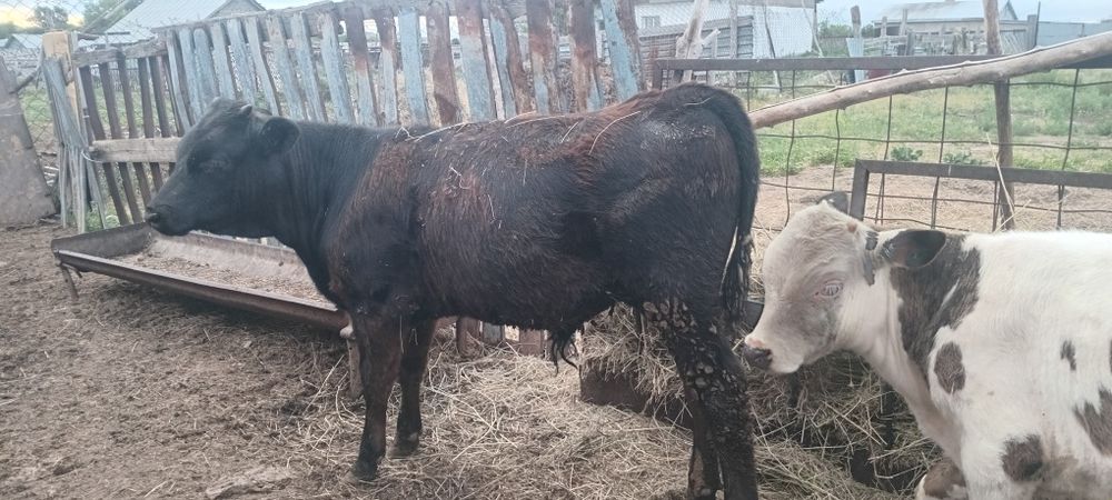 Букааа бычееееккк