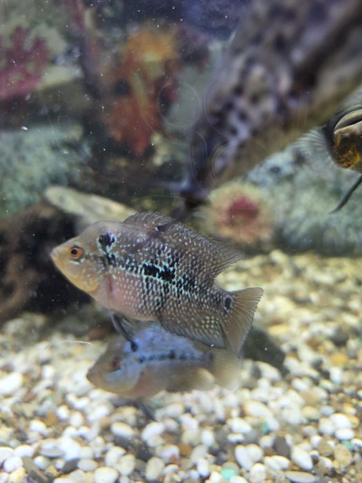 Продам рыбок фловер хорн мальки