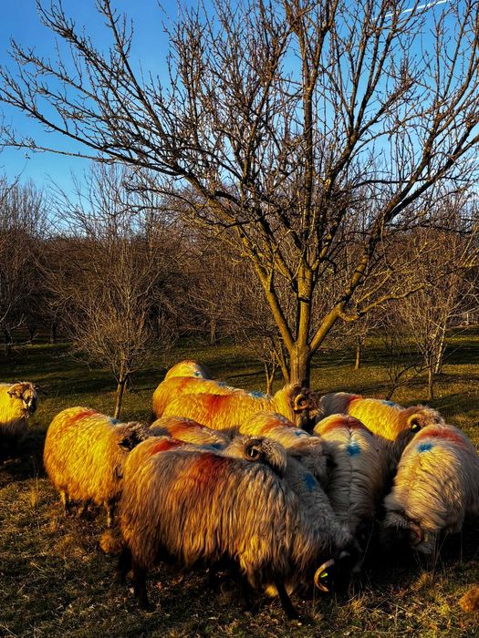 Vind oi bucalai tinere gestante