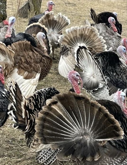 Ouă de curcă pentru incubat