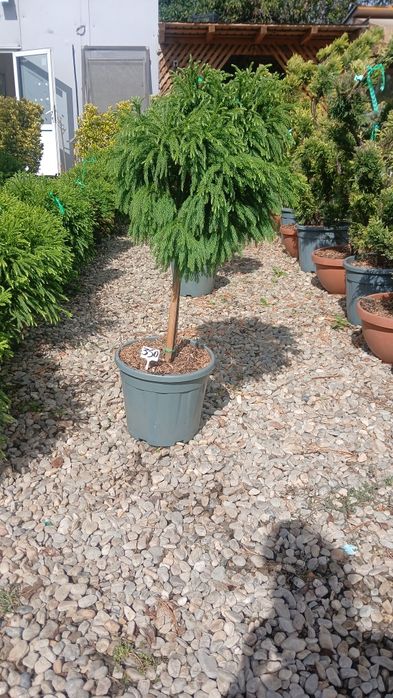 Criptomeria japonica oferta pret