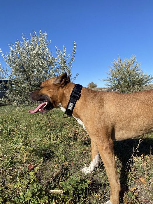 Стафорд для Вязки