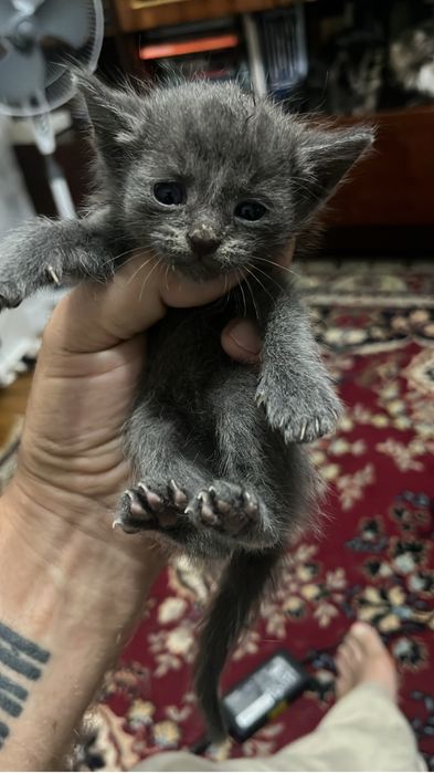 Кошечка София ищет семью.