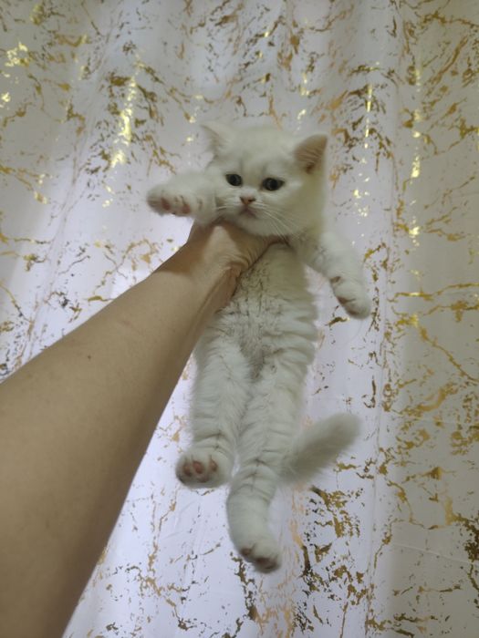 Редкие Белый Британцы