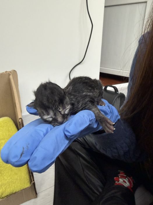 Котята Scottish Fold & Scottish Straight | Бронь