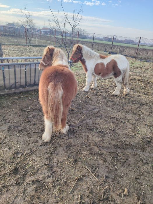 Pereche manze de ponei si capre pitice