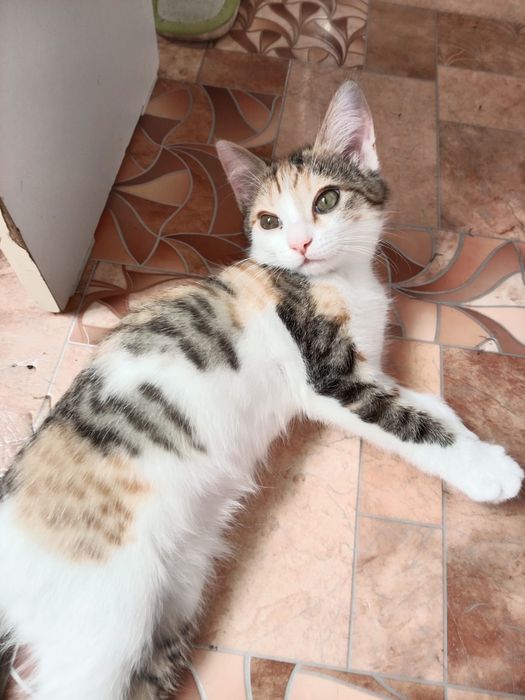 отдам котенок срочно