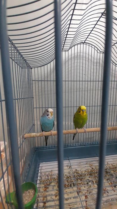 Папугай и клетка