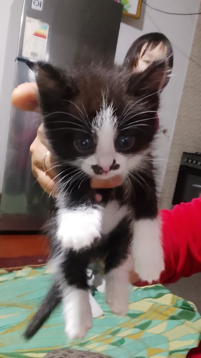 Shiringina o'yinqaroq mushukcha tekinga mexribon oylaga hadya qilama