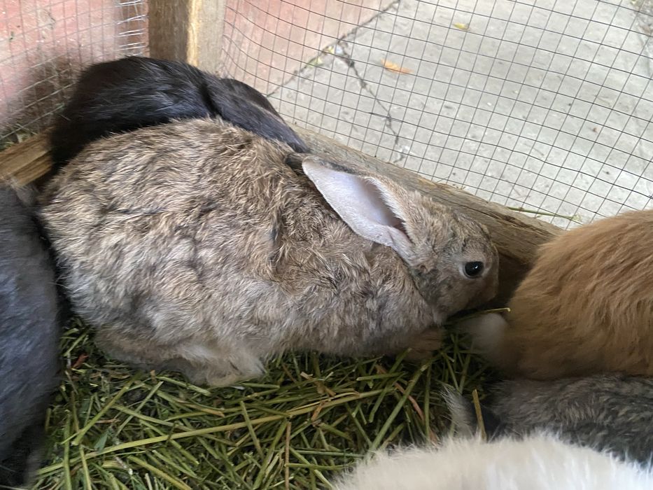 Quyonlar bor 80.000dan