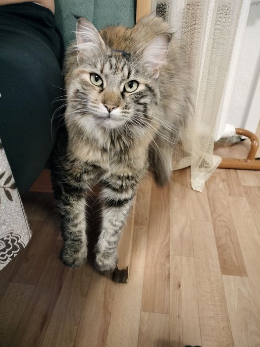 Срочно отдам кошку