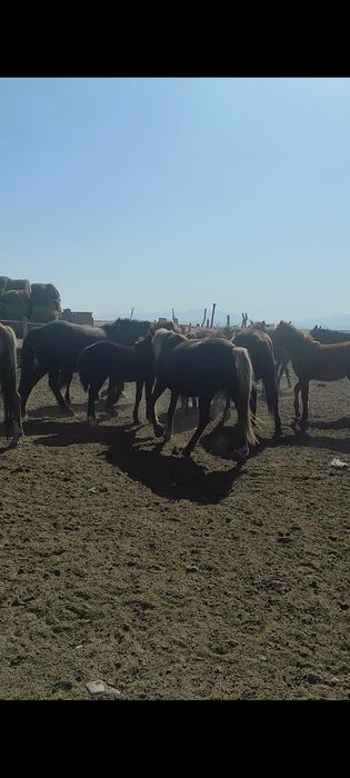 Құлынды биелер үйірімен сатылады