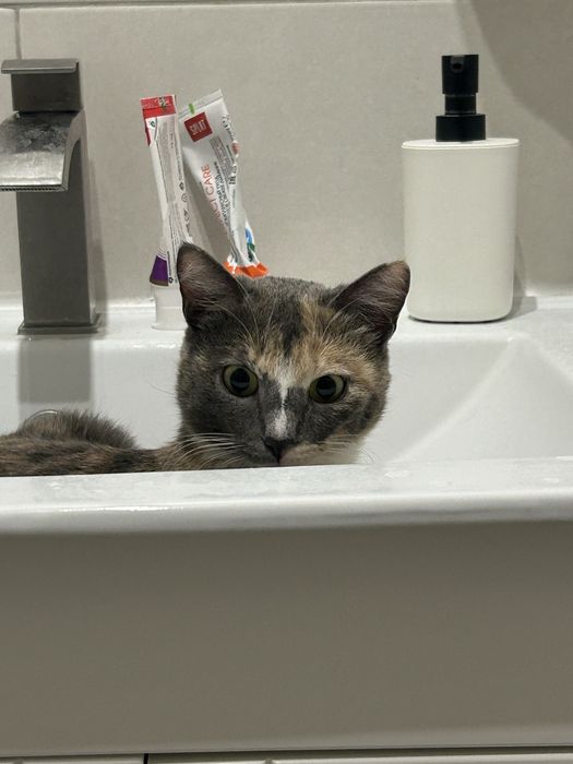 Пристраивается кошка