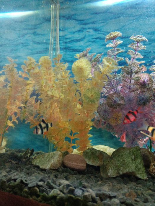 Аквариум с тумбой