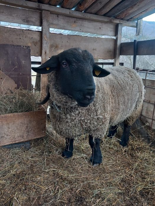 Berbec suffolk  de vanzare