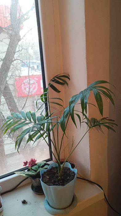 2000 цветок пальма