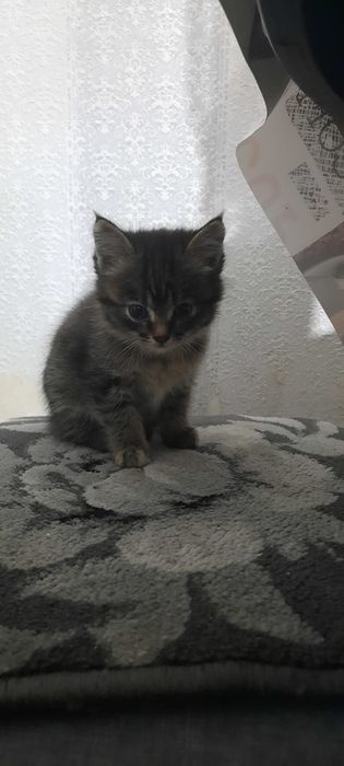 Отдам котят красивых