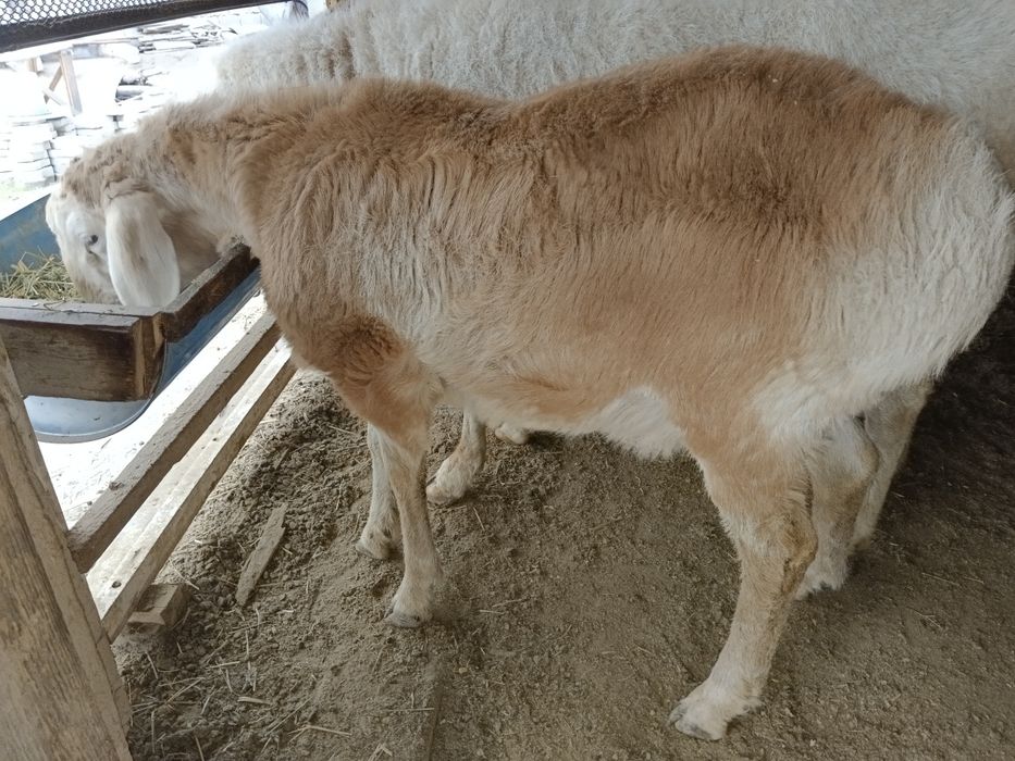 arashan qo'zi qochqor