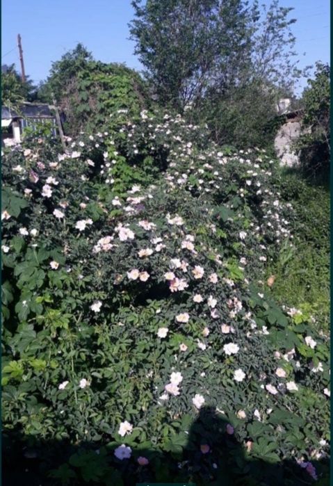 Шиповник сформированный, всего 2 куста.