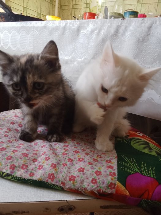 Отдам котенка трехцветного девочка