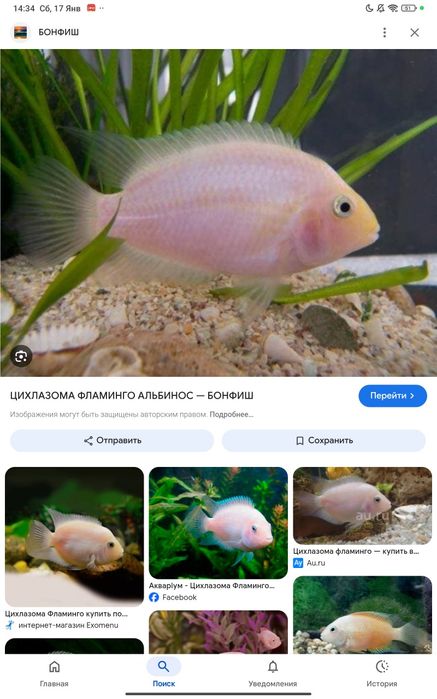 цихлазомы цихлиды фламинго и чернополосые мальки