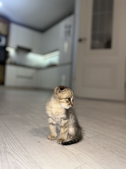 Отдам котенка в добрые руки!