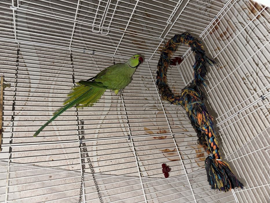 Попугай ожереловый