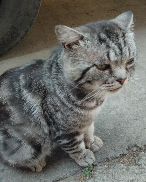 ТИГРАША ищет добрый дом