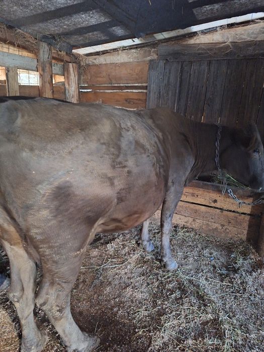 Vând două vaci de lapte tinere,sunt gestante și sunt bune de lapte