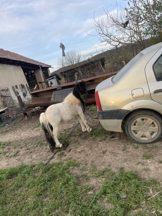 Vand sau schimb,armasar ponei