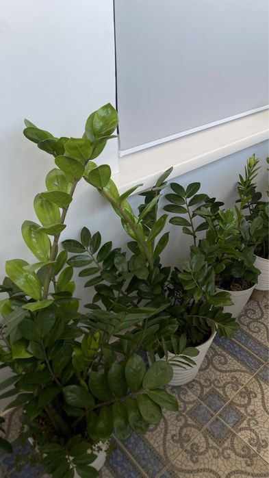 Продам цветок Замиокулькас, 1м