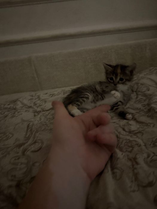 Котята домашние отдам