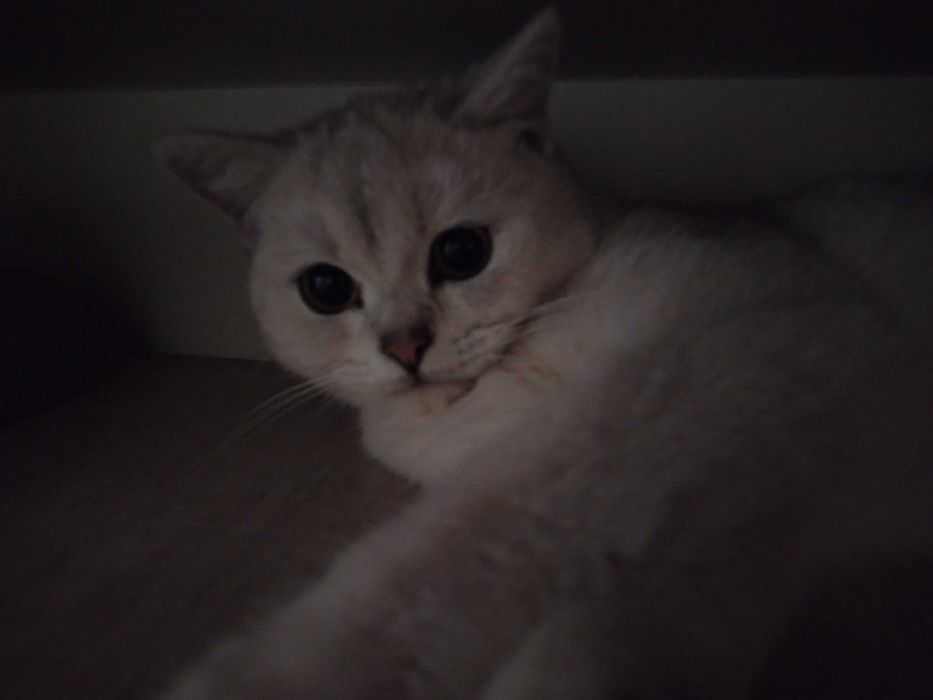 Красивый кот/Британский шиншилл