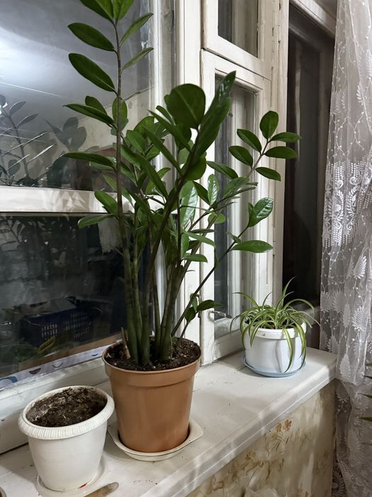 Продам домашний цветок